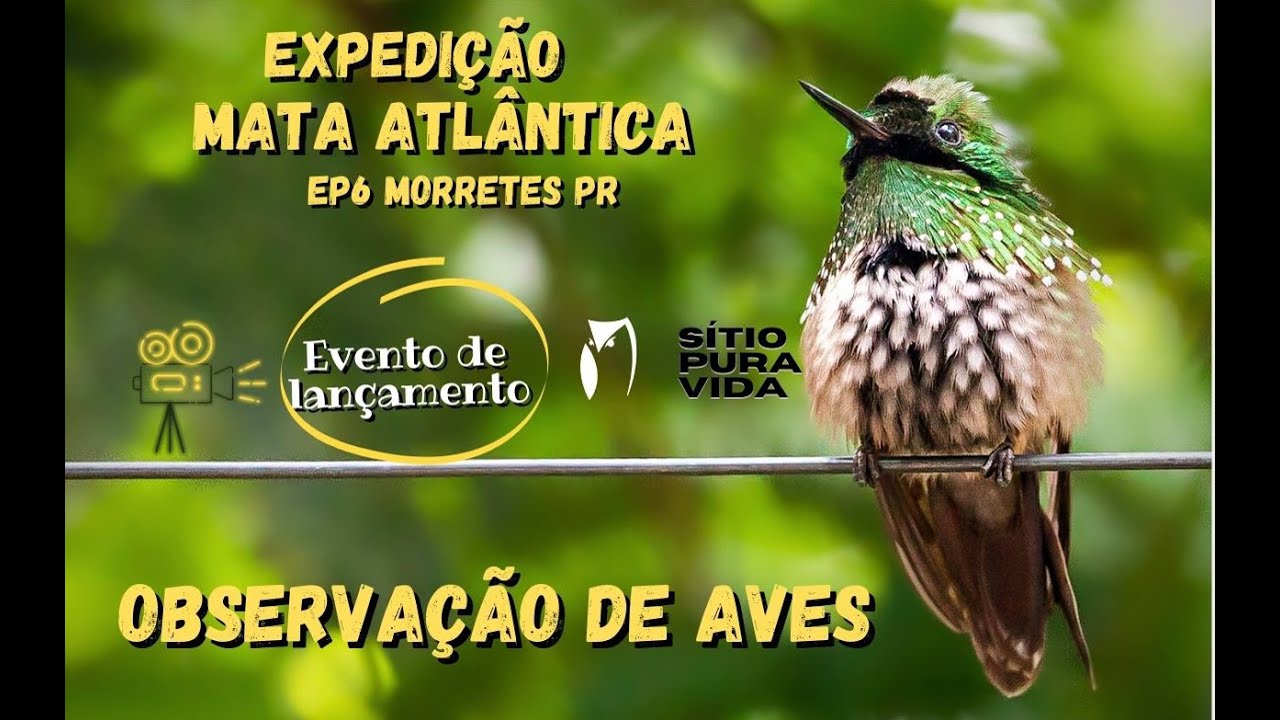 Observação de aves - Expedição Mata Atlântica - Morretes PR - Ep 6