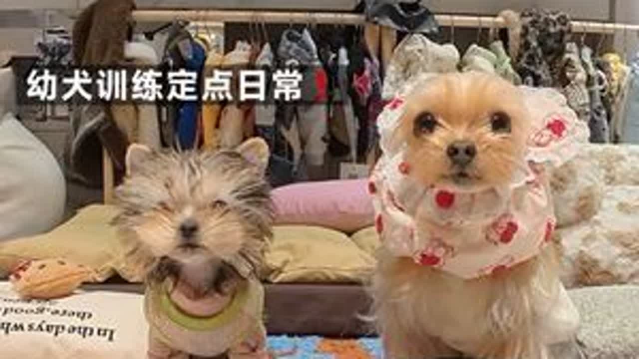 Vlog｜养狗人真实一天全记录❗️我的乖宝宝们！#vlog十亿流量扶持计划 #vlog #养狗人 #创作者扶持计划 #养狗的乐趣 @抖音创作小助手 @抖音小助手