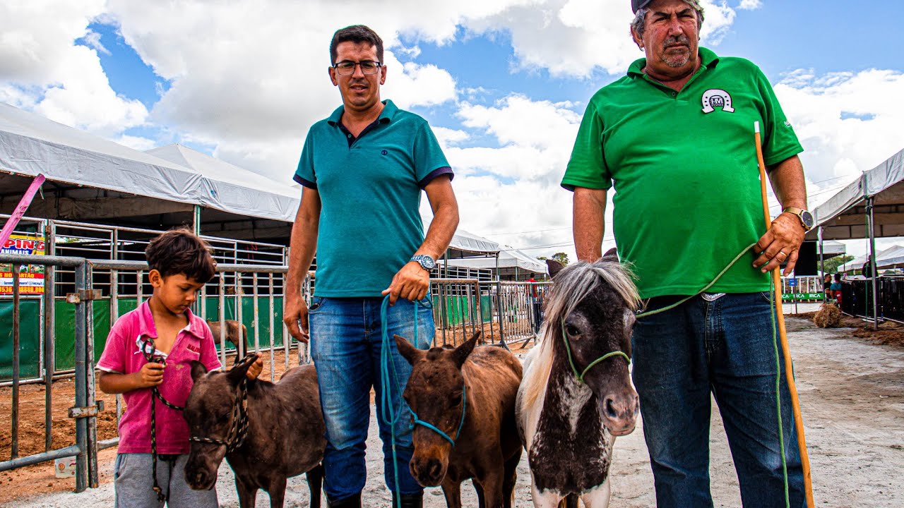 10 PÔNEIS Á VENDA NA EXPOAGRO EM CUPIRA!! VEJA AGORA!!