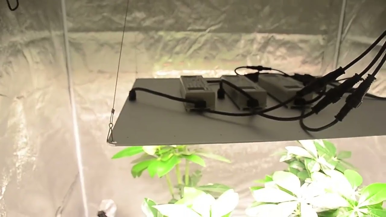 This quantum board grow light is great for novice growers