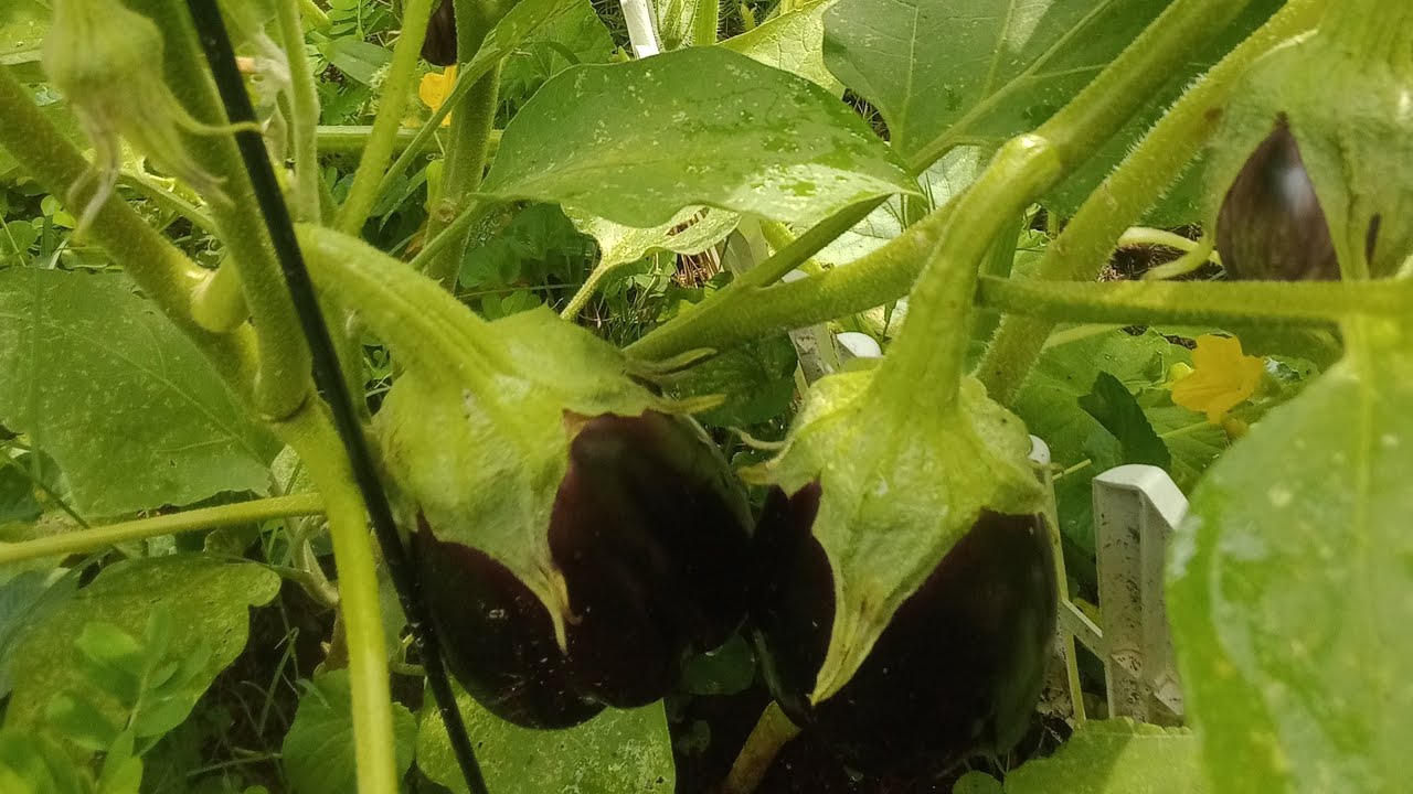 Our veggie patch in the backyard (rented townhome)