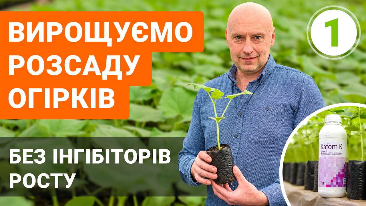 Вирощування розсади огірків без застосування інгібіторів росту