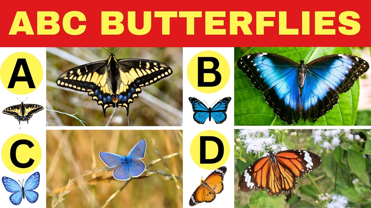 ABC Butterflies | Names of Butterfly for Kids | Butterfly Species for Children | ABC for Babies