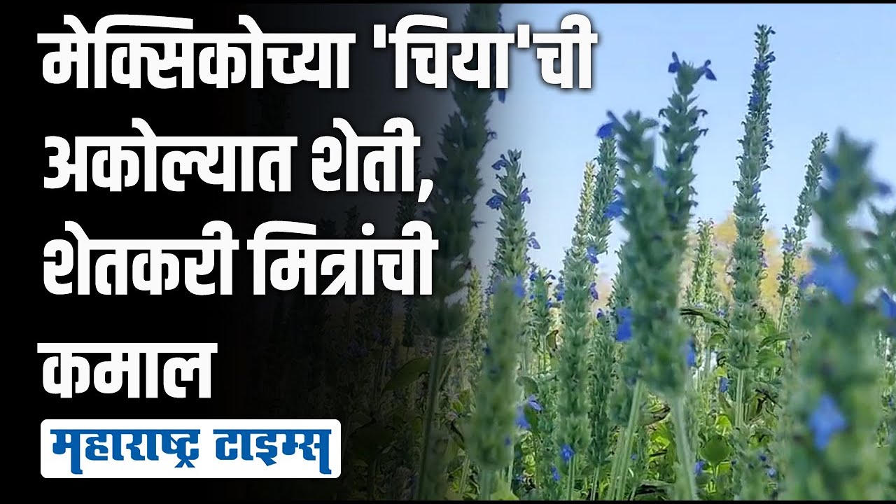 Chia Seeds Farming | युट्यूबवरून धडे घेत 'चिया'ची लागवड, अकोल्यातील चार शेतकरी मित्रांची भरभराट
