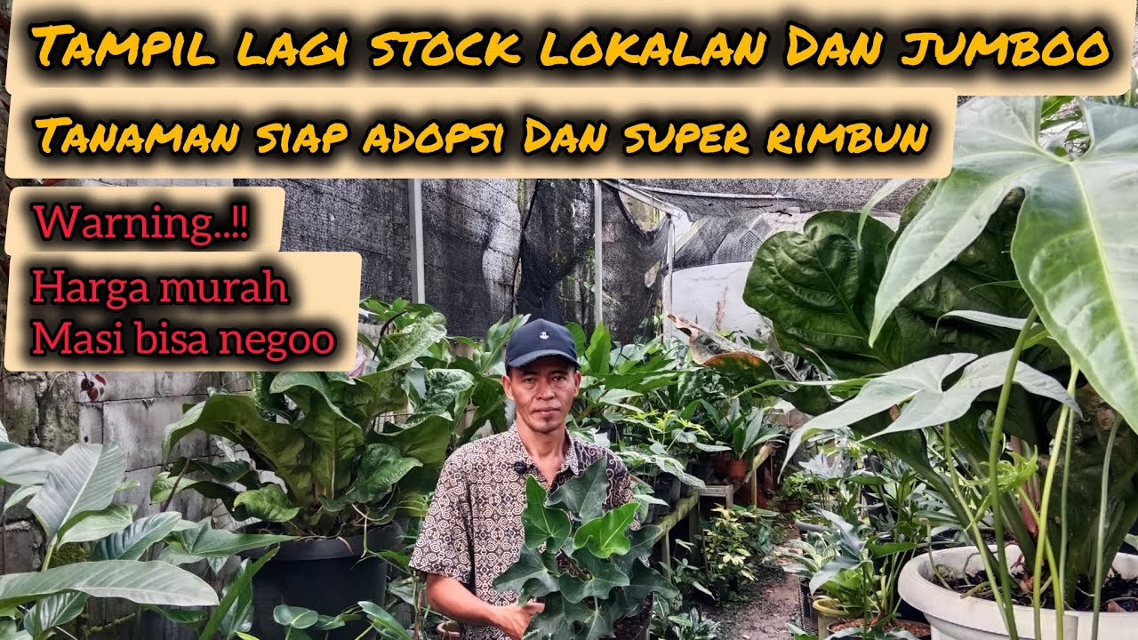 TAMPIL LAGI STOCK LOKALAN DAN JUMBO‼️TANAMAN SIAP ADOPSI DAN RIMBUN