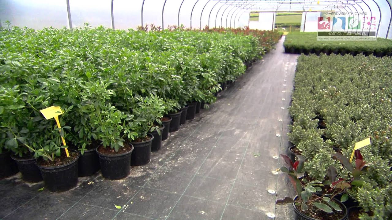 Top 10 Things You Need To Know To Start Growing Ornamentals