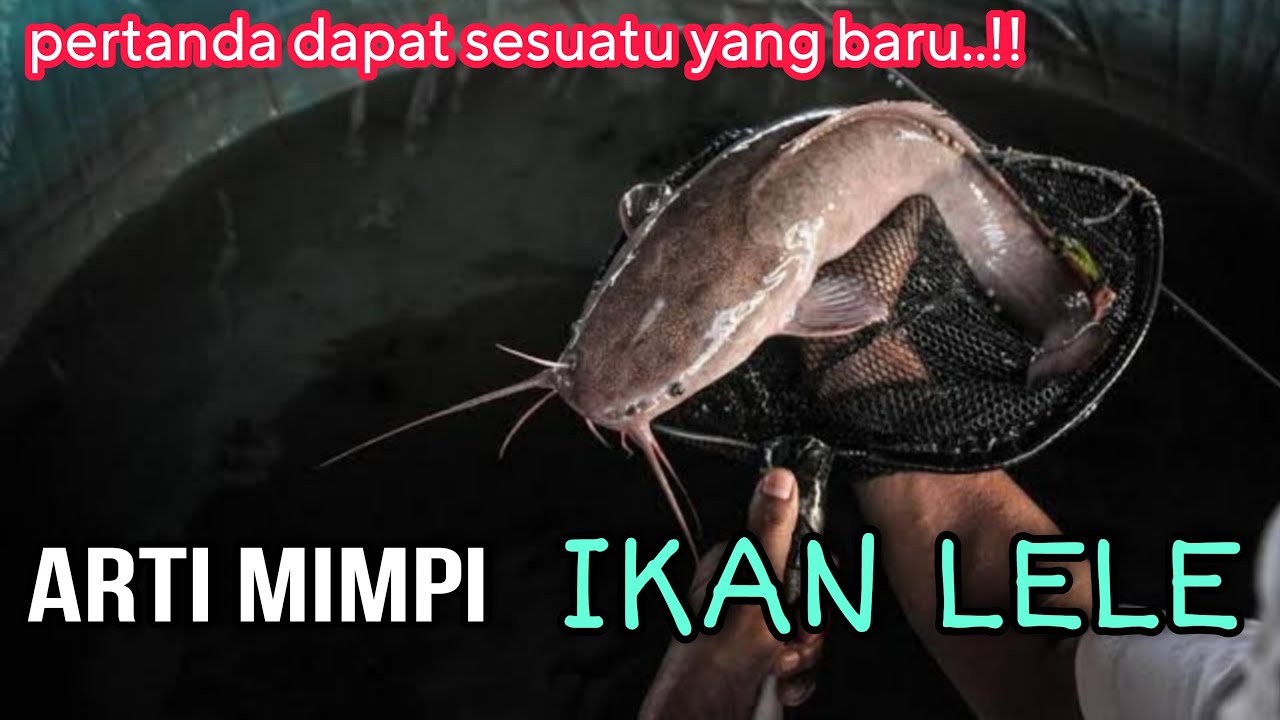 ARTI MIMPI IKAN LELE, PERTANDA DAPAT SESUATU YANG BARU. tafsir mimpi dan maknanya.