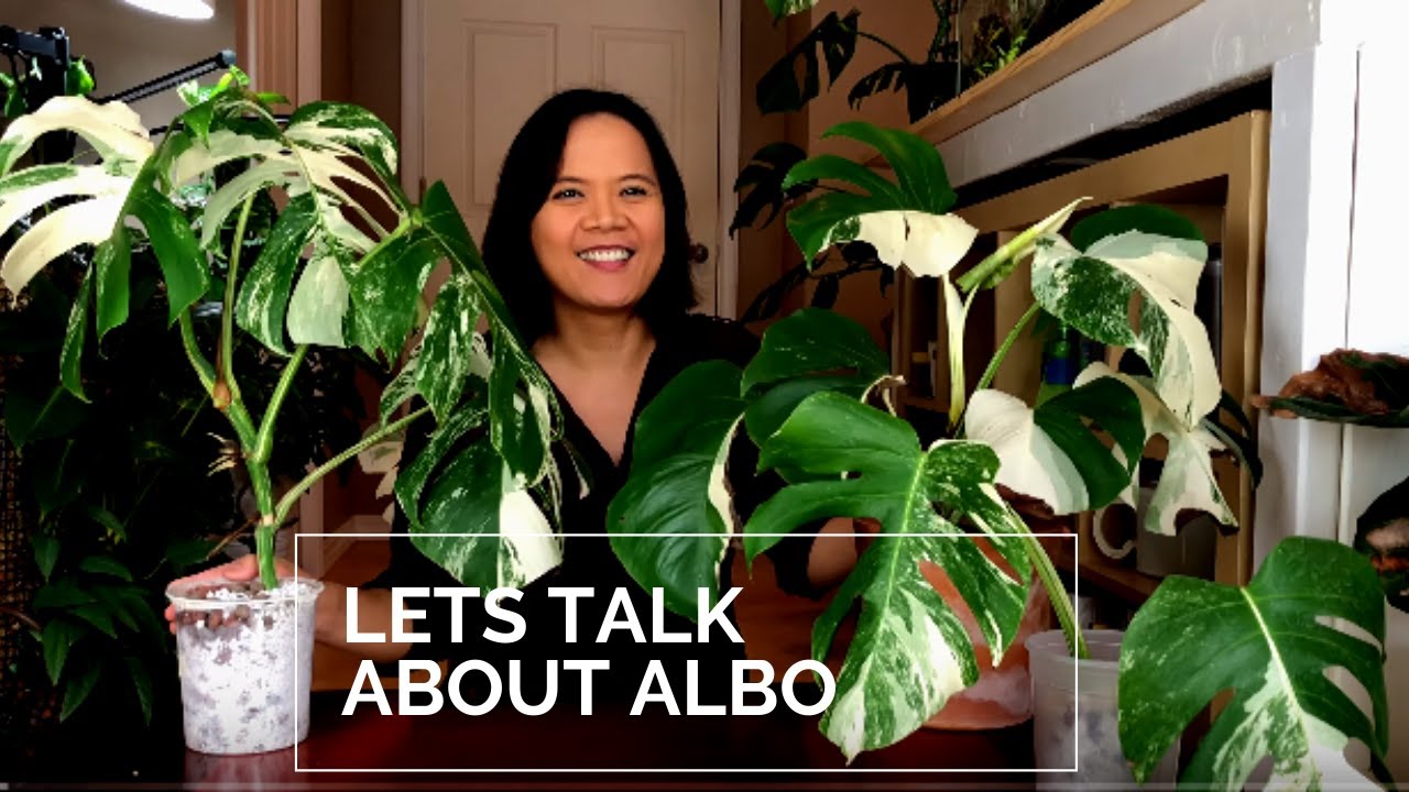 How to propagate Monstera Albo