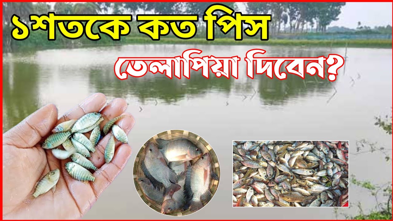 ১ শতকে কতগুলো তেলাপিয়া ছাড়বেন?? প্রতি শতকে কত পিস তেলাপিয়া দিবেন? তেলাপিয়া মাছ চাষ
