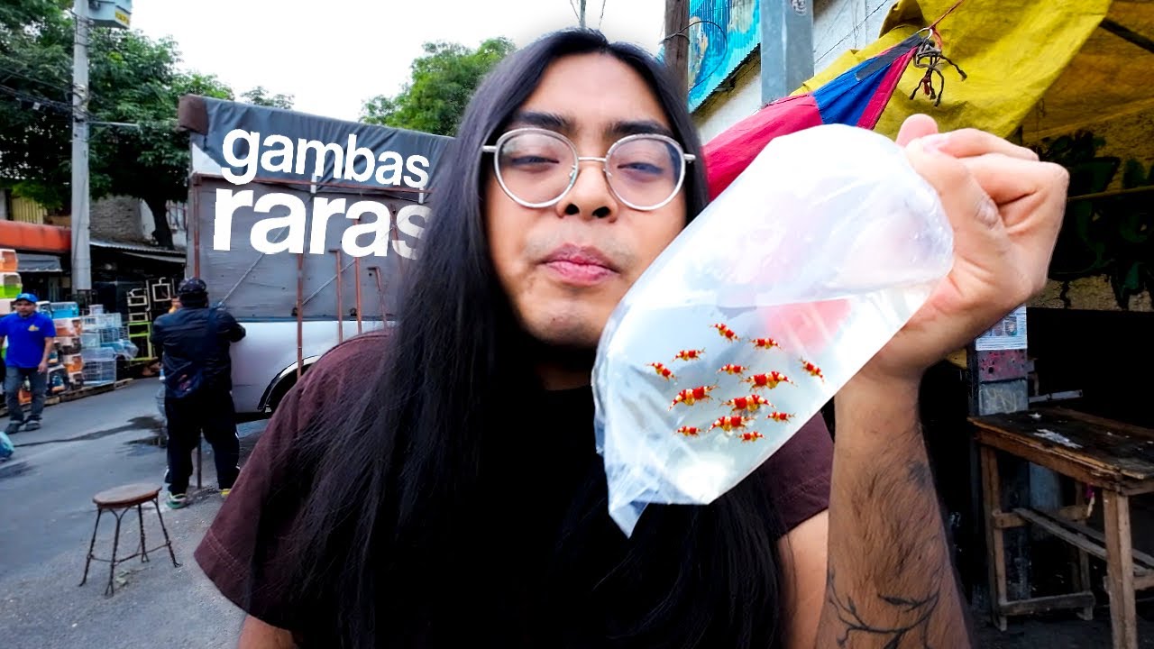 Buscando gambas Raras en el Mercado de PECES MORELOS