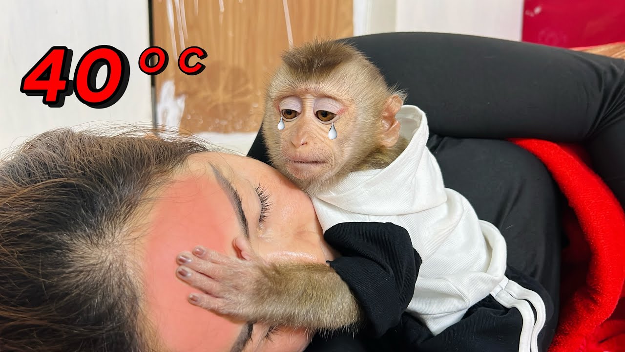Baby monkey Tina found out that her mother had a high fever so she ran to get medicine for her.