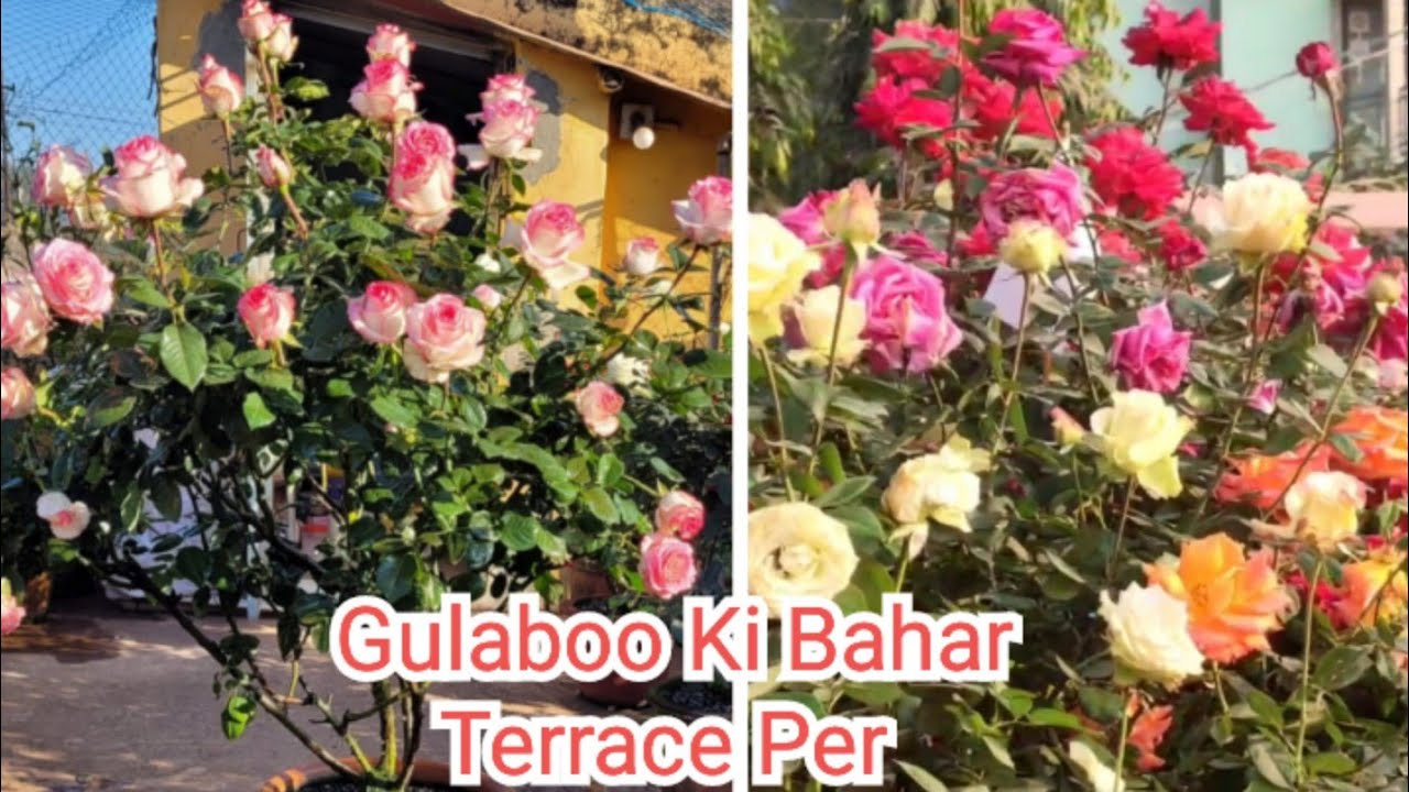 Exhibition Wining Rose On Terrace Garden / winter main itna phool ki puspa bhi fier