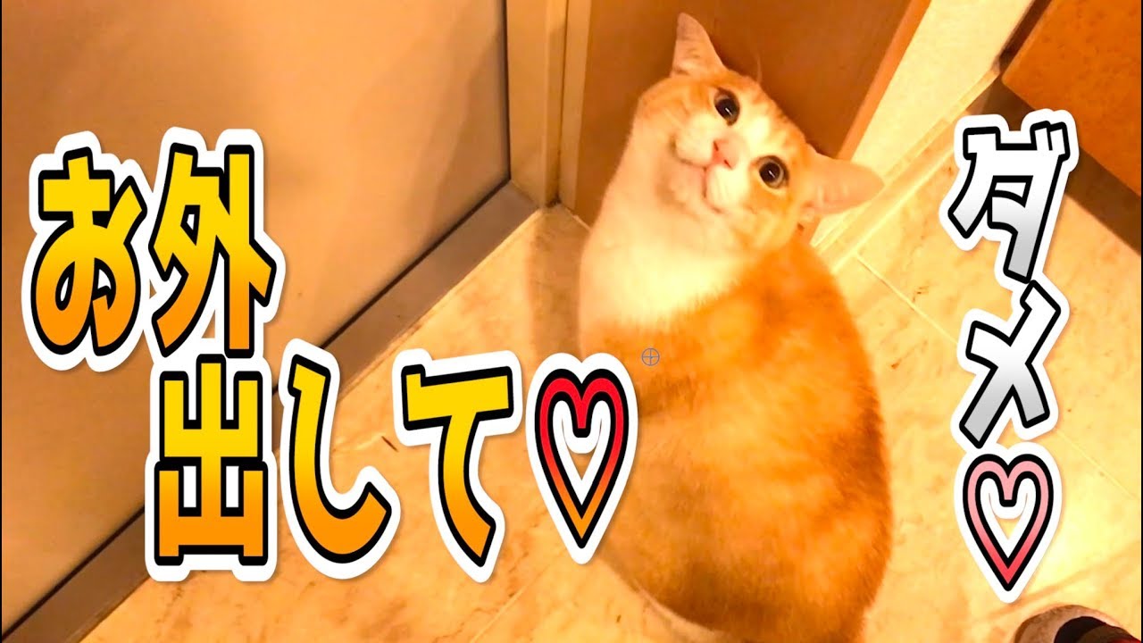 外に出たい猫と対話してみた