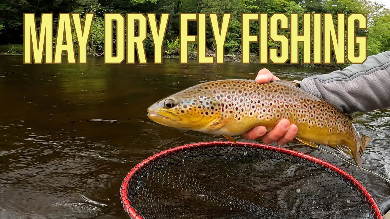 Dry Fly Fishing in Michigan