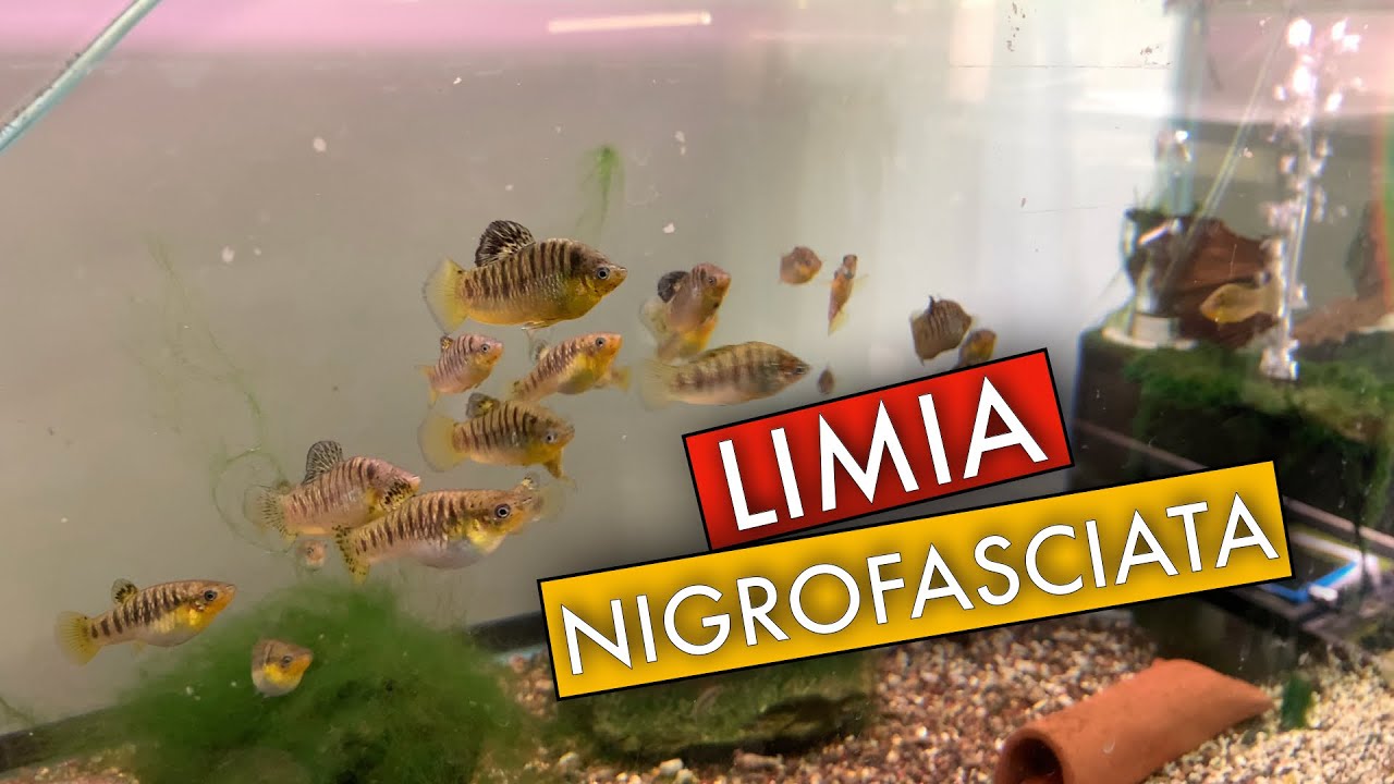 Limia Nigrofasciata - Wild Type Livebearer (Black-Barred Limia or Humpback Limia)