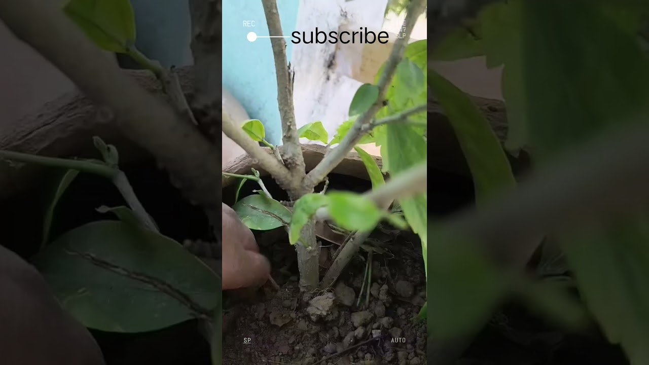Mera #Ghar 🏡Mera mini# garden 🪏 #Gulhar ka paudhe ki dekhbhal#viral video #gardendesign #likes 👍