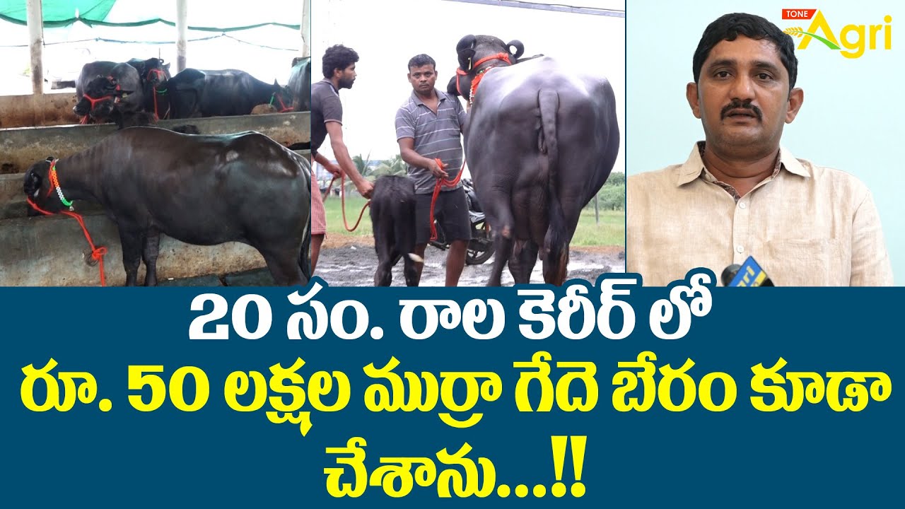 Best Quality Murrah Buffalo | 20సం. కెరీర్‌లో రూ.50లక్షల ముర్రా గేదె బెరం కూడా చేశాను..!! Tone Agri