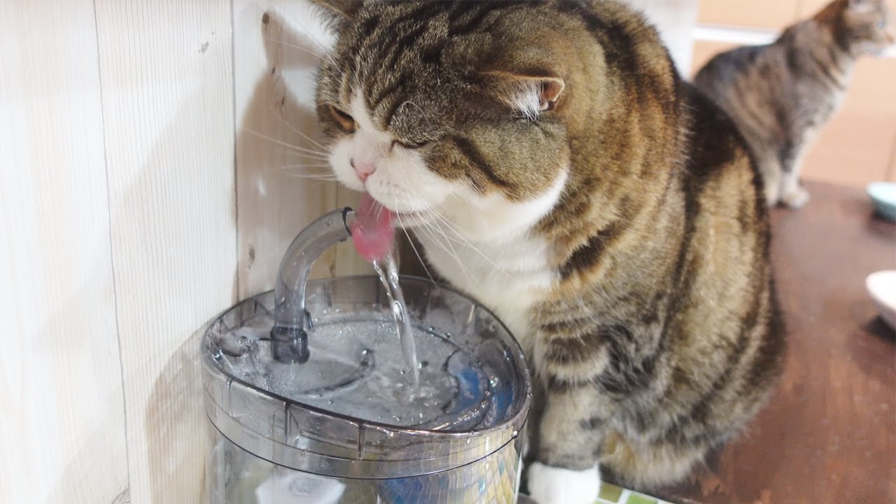 水浸し事件を起こすねこ。-Maru causes a soaking wet incident.-