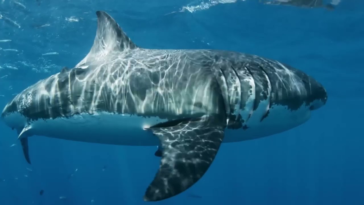 Sharks