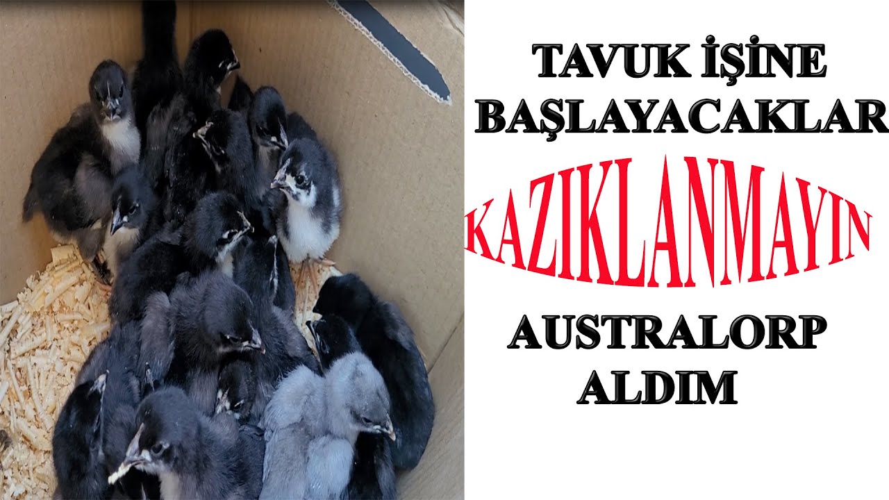 CİVCİV ALIRKEN YEDİĞİM KAZIKLAR - ÇOK GÜZEL AUSTRALORP YAVRULARI ALDIM