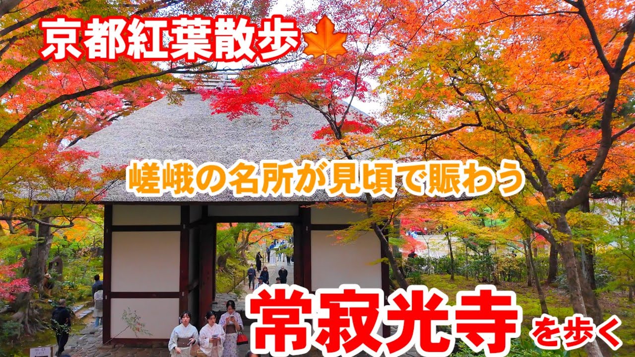 11/22(土)京都紅葉散歩🍁嵯峨の紅葉名所が見頃で賑わう常寂光寺を歩く【4k】Autumn leaves in Saga Jojakkoji Temple