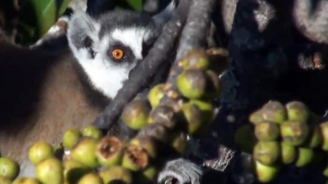 Madagaskar 6: Ranomafana und Anja-Reservat / Ranomafana and Anja Reserve