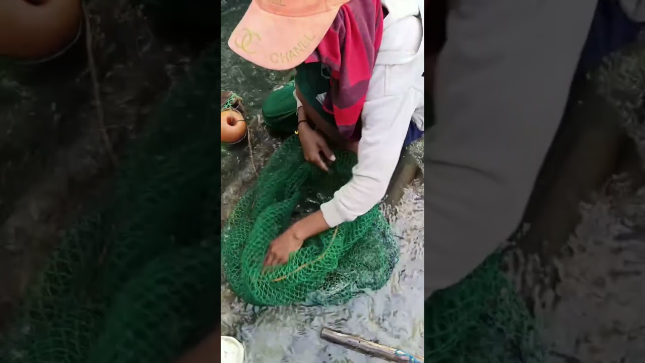 Kids help their parents catch crabs!