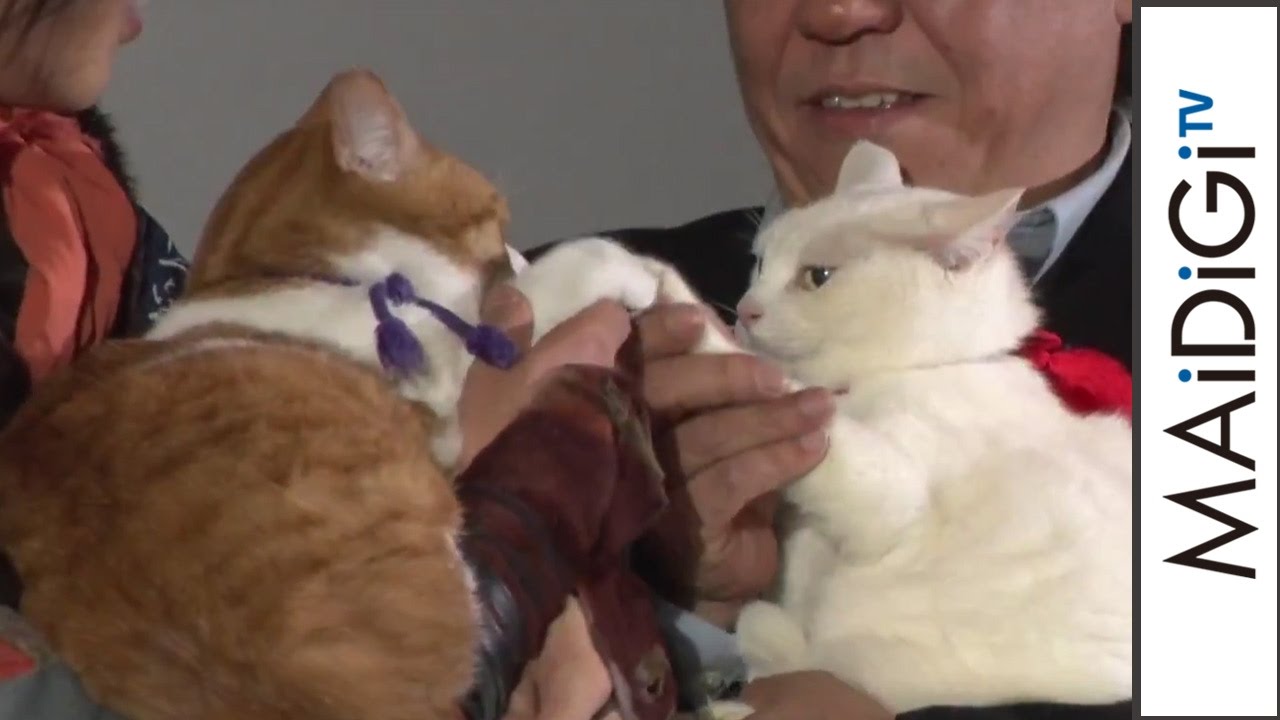 人気猫、金時＆あなごの登場に歓声　“バトンタッチ”も披露　　ドラマ「猫忍」試写会2