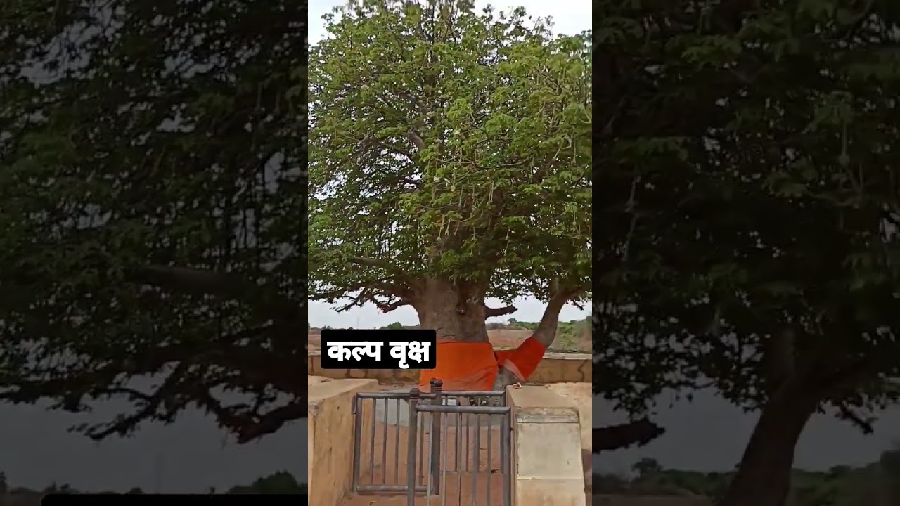 कल्प वृक्ष #shorts #short video