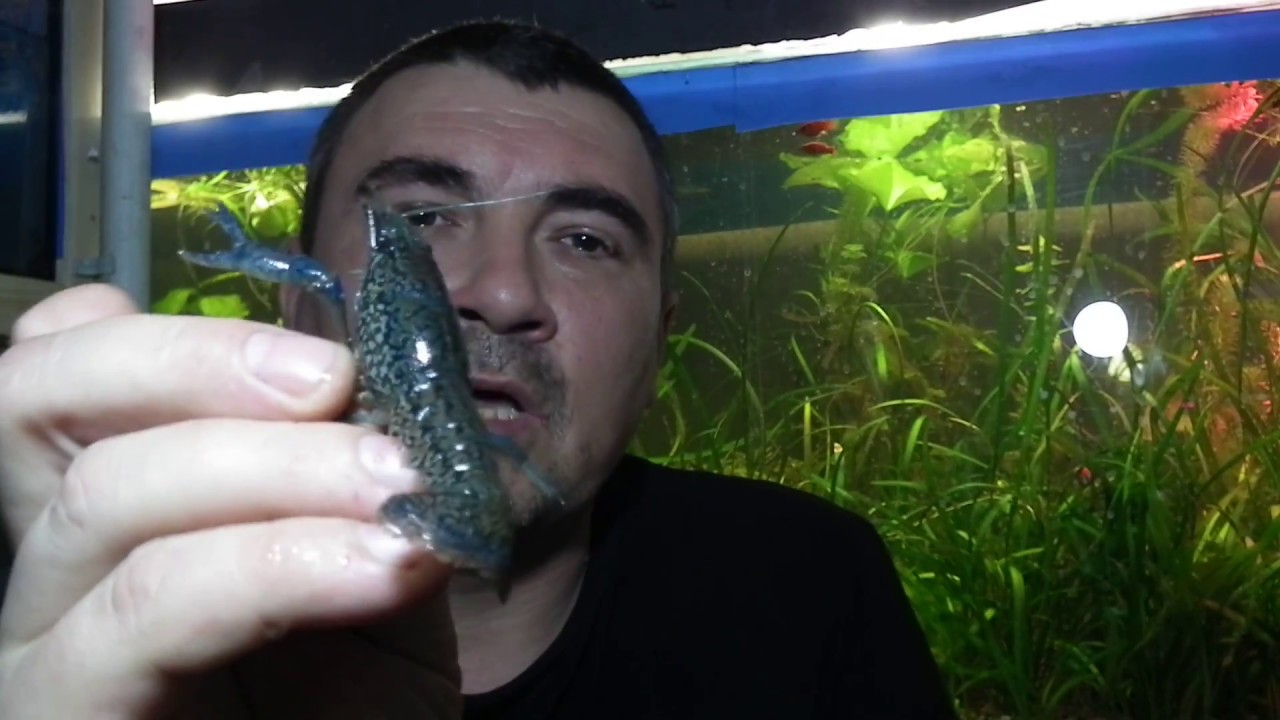 Раки. Аквариумные раки. Обзор.