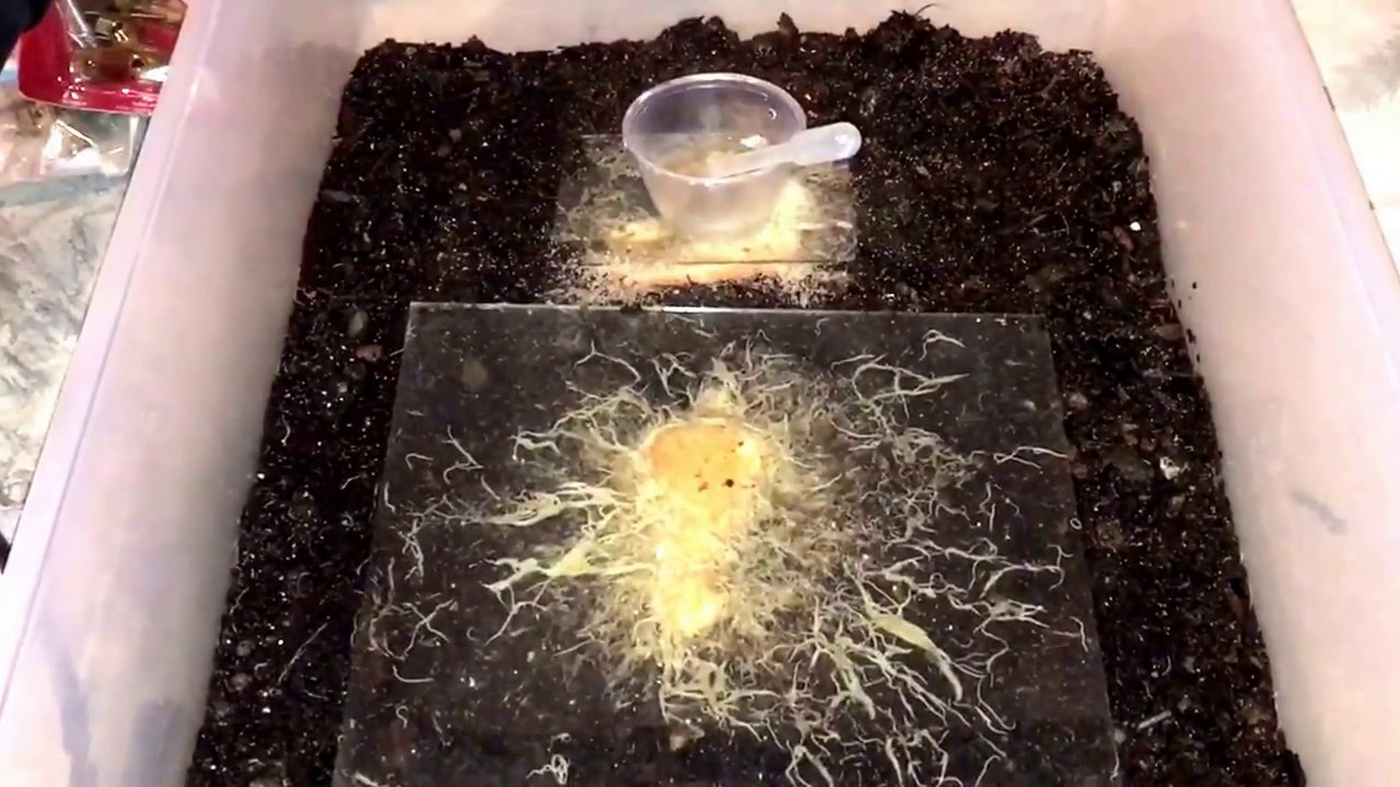 White worms