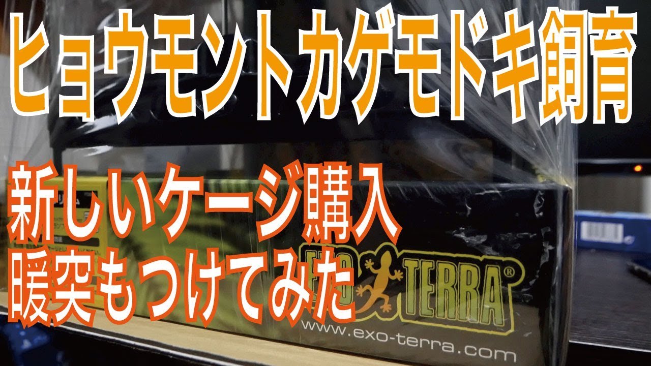 初めてのヒョウモントカゲモドキ飼育#18【GEXグラステラリウム3030】