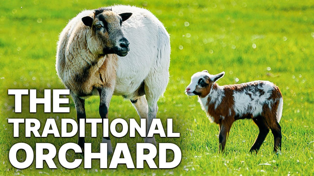 The Traditional Orchard | Diverse Species