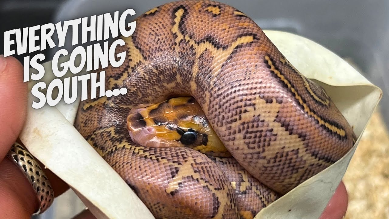 Reality Check on Breeding Reptiles. How to Manage Expectations