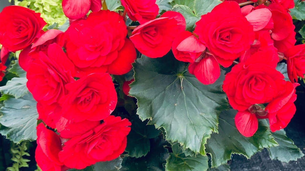 Begonias y Caladiums: cultivo, riego y fertilización. ║Orquídeas en el mundo