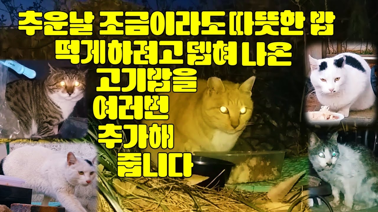 추운날 조금이라도 따뜻한 밥 먹게 하려고 뎁혀 나온 고기밥을 여러번 추가 해 줍니다