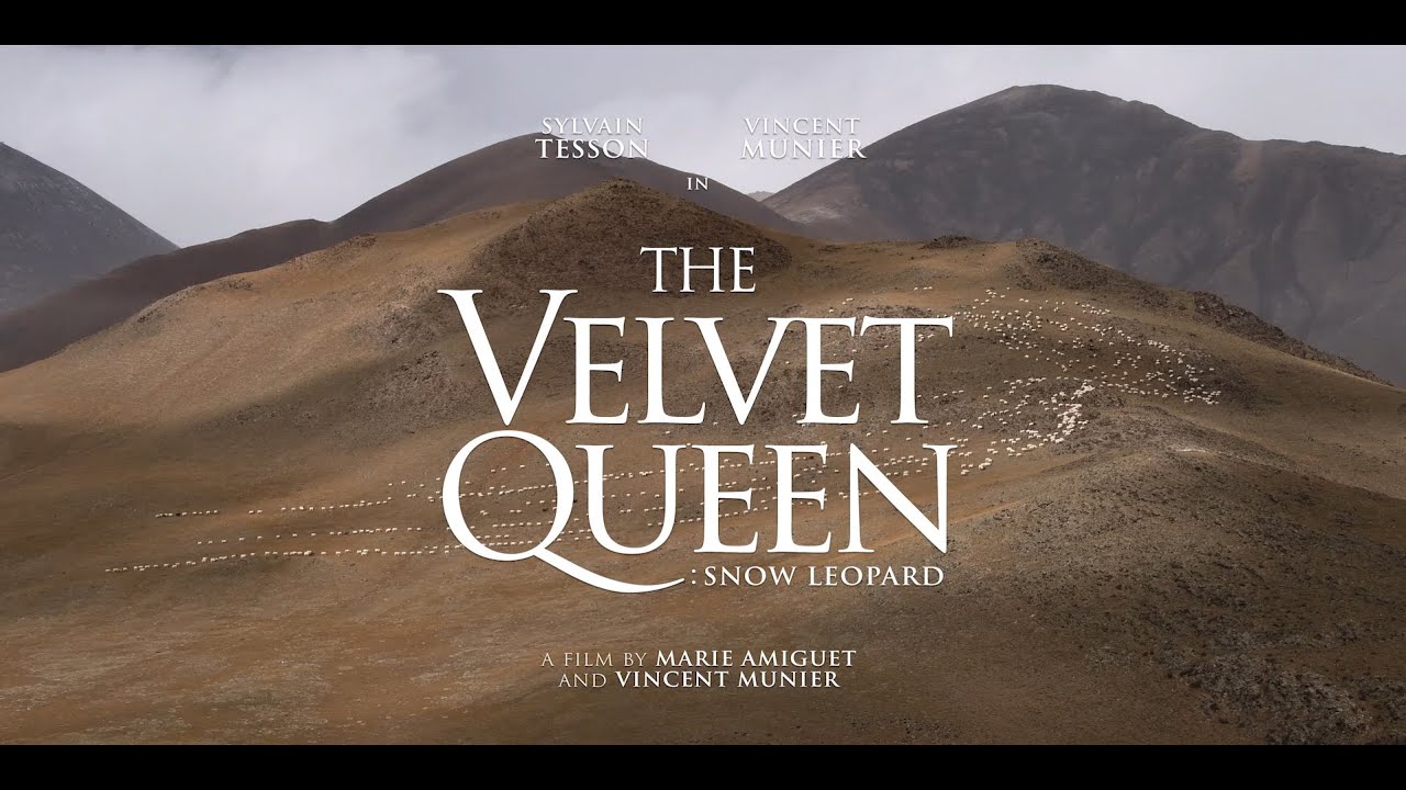 The Velvet Queen: Snow Leopard (UK Trailer) | Co-directed by Nikon Ambassador Vincent Munier