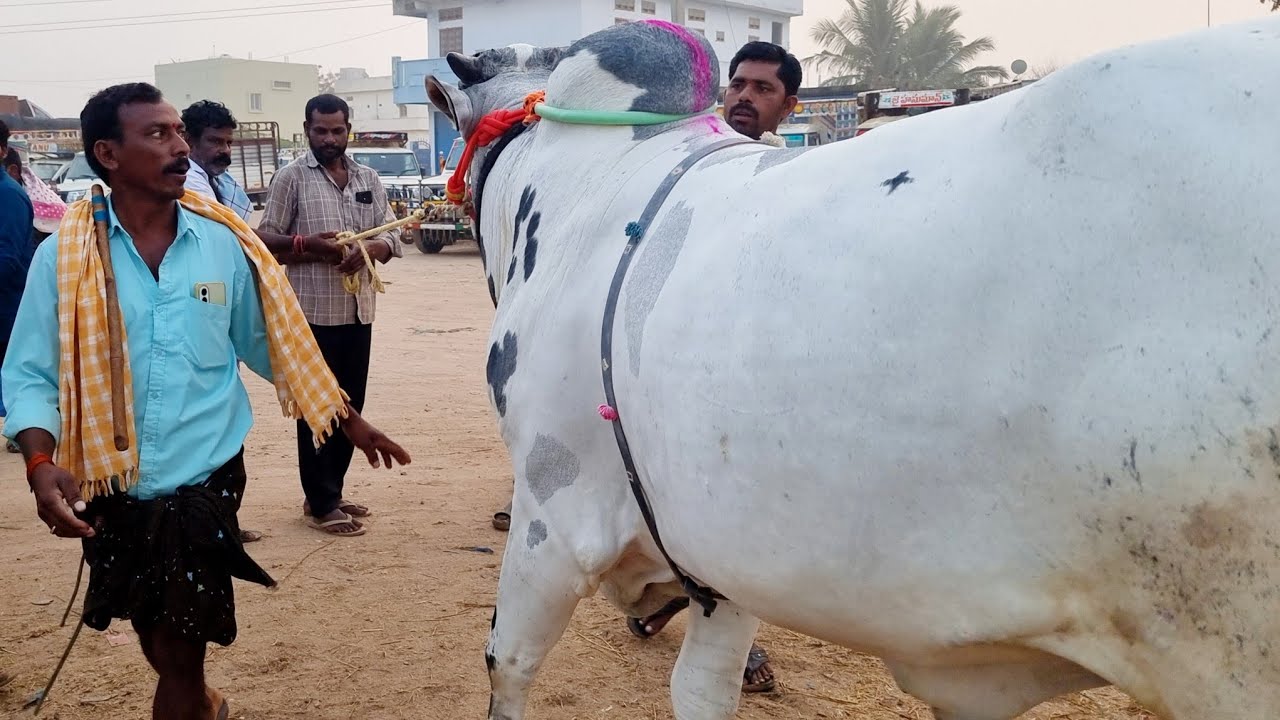 ఒంగోలు జాతి నాలుగు పళ్ళ కోడెల రేట్లు-పెబ్బేరు శనివారం సంత-pebbair bull market-pebbair market-ox-bull
