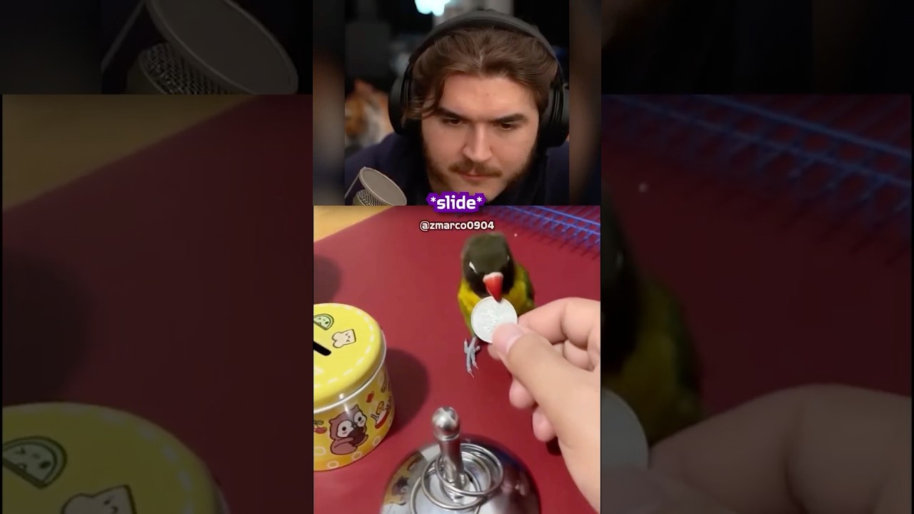 Шлатт был вынужден замолчать из-за чата 😭
