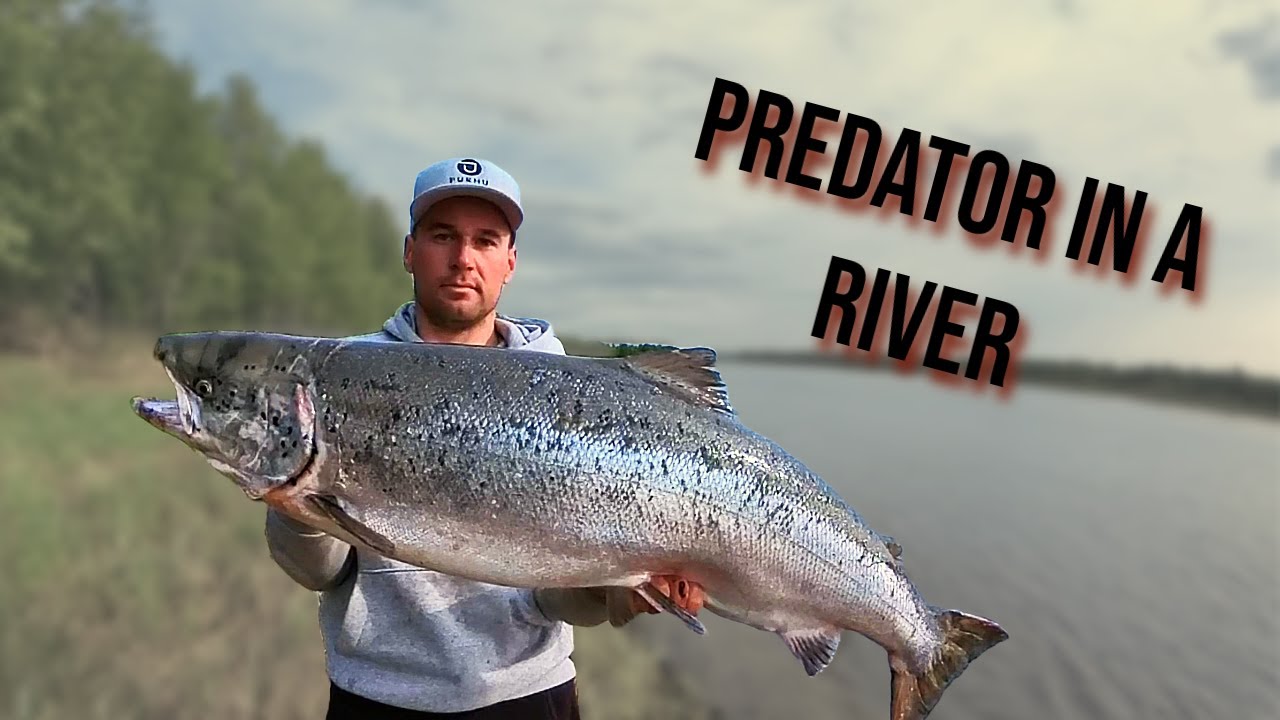 GREAT SALMON from Torne River Finland - Traditional method