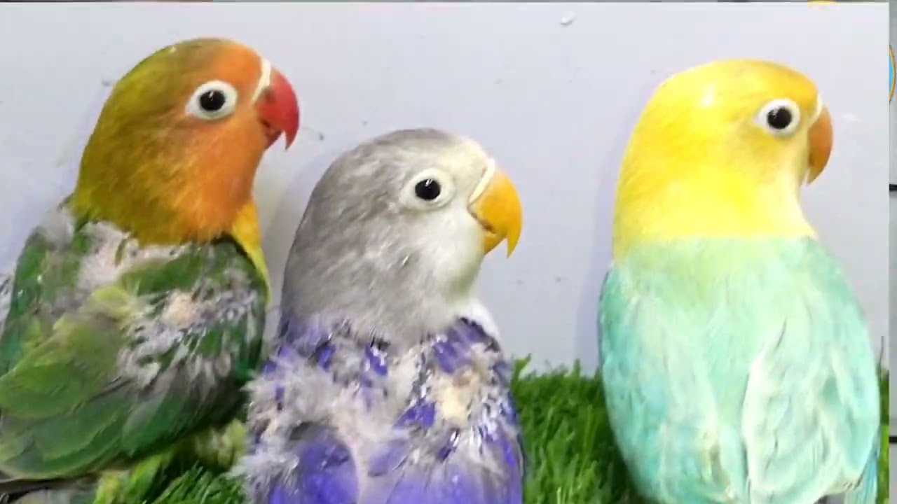 ZA AVIARY |Lovebirds |parblue opaline |blue opaline |Parblue split ino |Albino red eyes |available