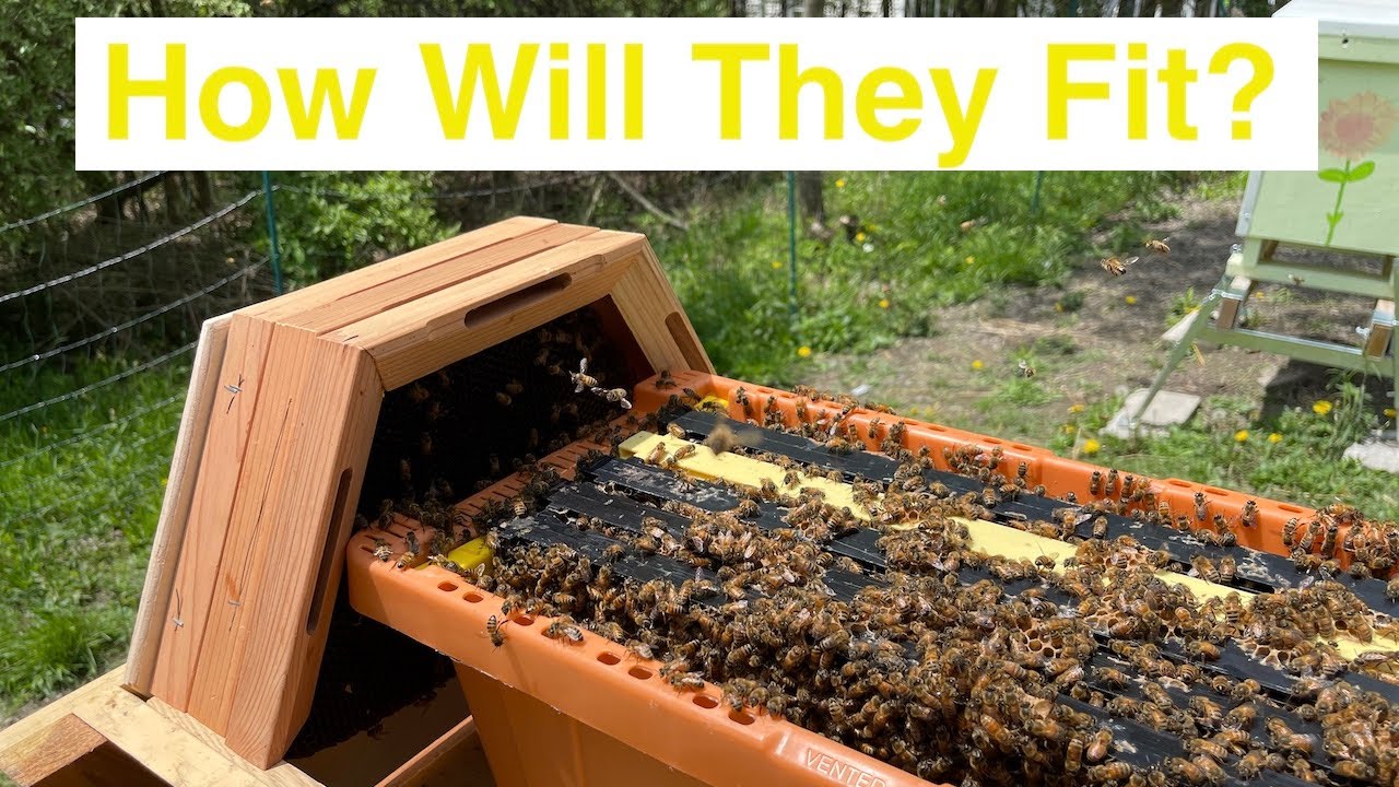 FrankenHive Langstroth Nucleus in a Cathedral Hive - 2nd try at putting bees in a Cathedral Hive!