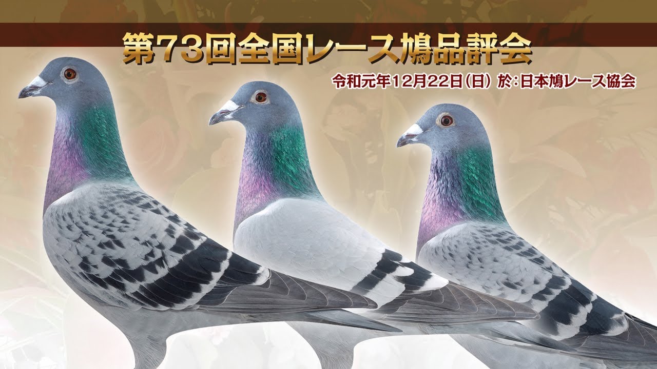 第73回全国レース鳩品評会　開催!!
