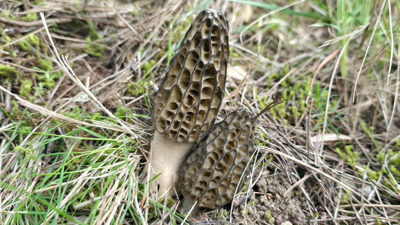 Morilles de Dunal ! Petite cueillette du 18/03/26.