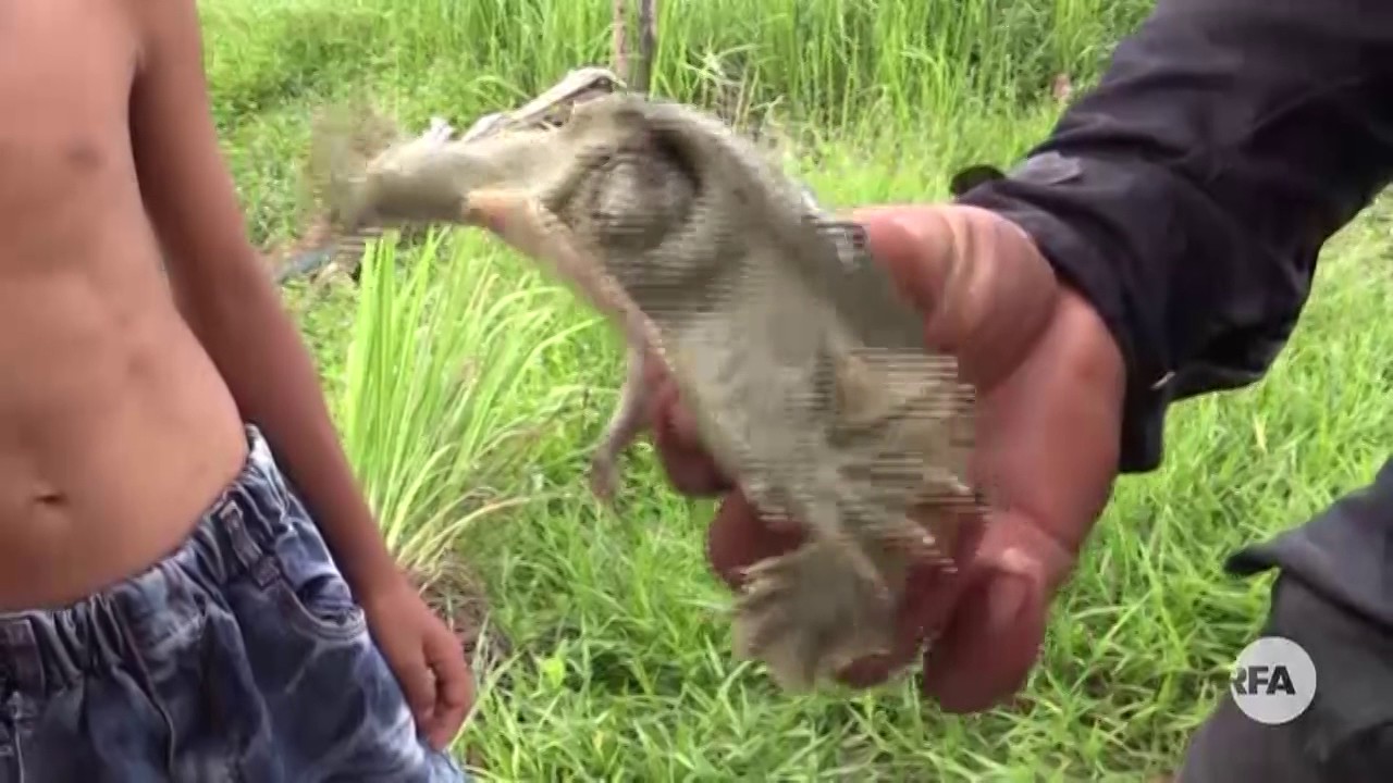 ​​របរ​ចិញ្ចឹម​កន្ធាយ​សម្រាប់​ចិញ្ចឹម​ជីវិត