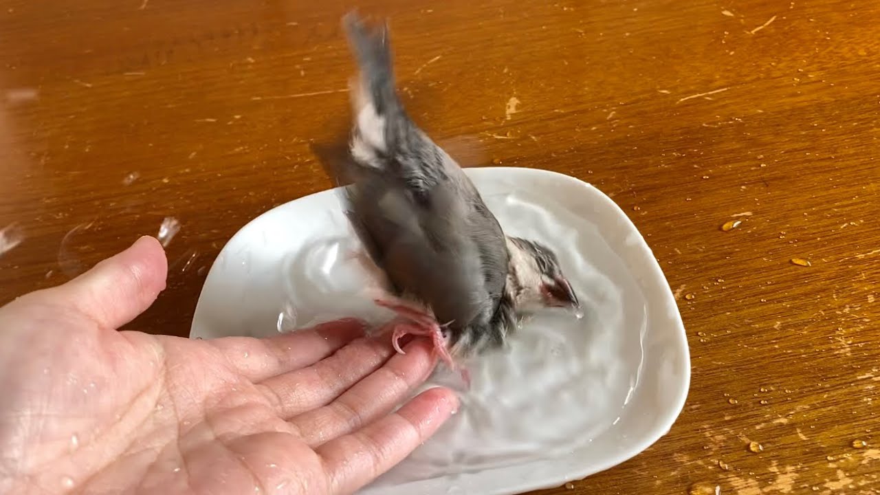 初水浴びが豪快な文鳥の雛