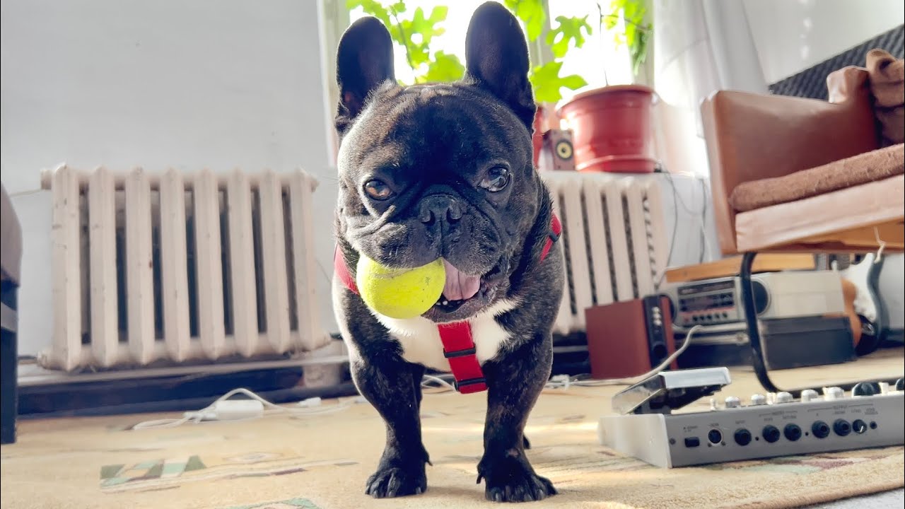 Biveosaurus went hunting | French Bulldog
