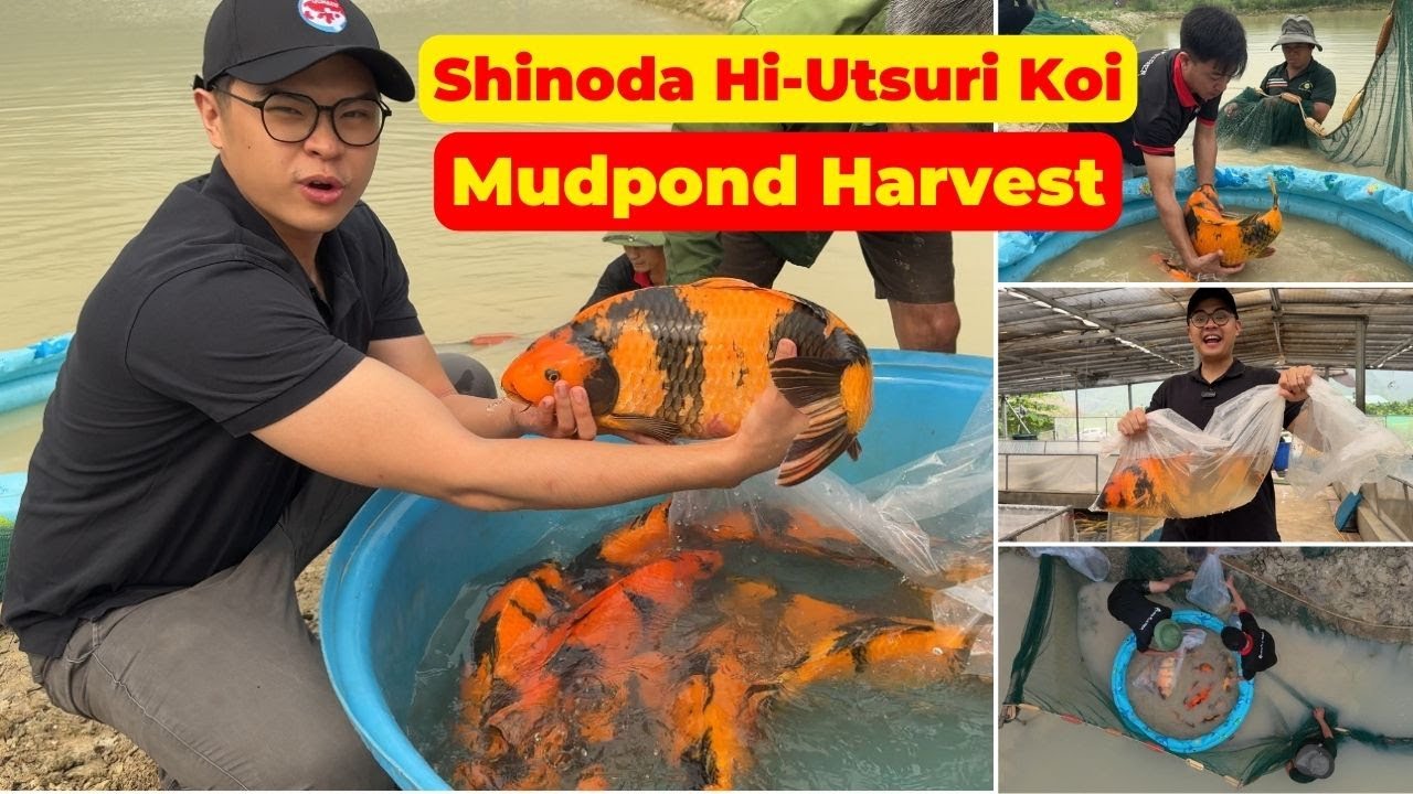 60-70cm Hi-Utsuri Koi Fish Harvest from Mud Pond, 