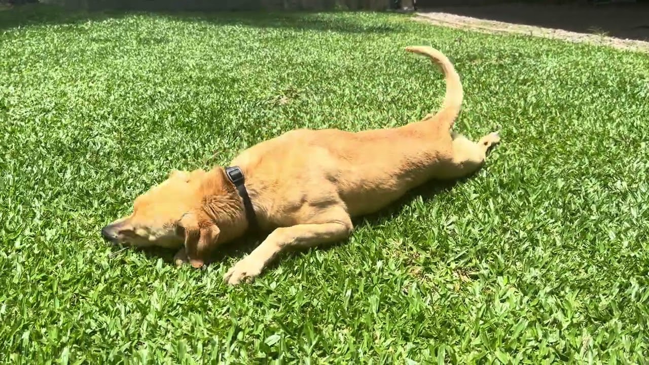 Dog scratching its belly on grass (her name is Blonde) 