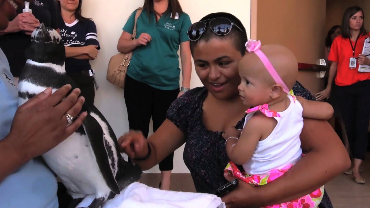 Rady Children's Hospital Visit with Pete and Penny Penguin | SeaWorld San Diego